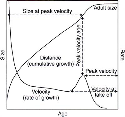 Frontiers | Evolutionary Strategies for Body Size
